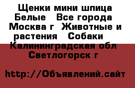 Щенки мини шпица Белые - Все города, Москва г. Животные и растения » Собаки   . Калининградская обл.,Светлогорск г.